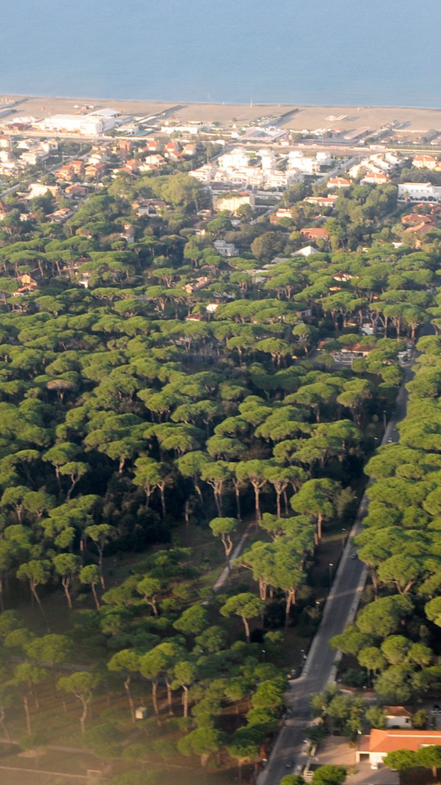 Pineta di Fregene